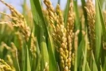 吉优563水稻栽培技术要点，注意防治白叶枯病