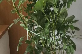 鹅掌木发黄如何解决，每隔5-10天给植株浇水一次