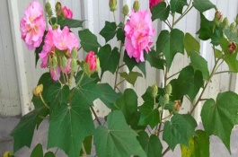 芙蓉花只剩根部还能活么，只要养护得当便能活