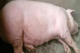 仔猪水肿病的防治措施，常表现为精神沉郁、食欲下降、行走不稳等