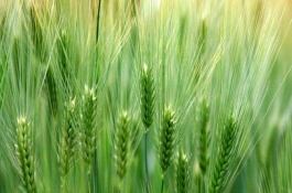 小偃60小麦栽培技术要点，土壤肥力中等地区种植