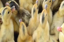 全身黑的鸭苗叫什么鸭，江苏、浙江、福建等省份均有产出