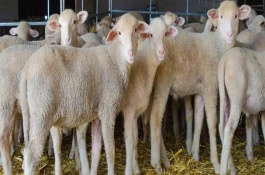 绵羊的特点，长有瘤胃、网胃、皱胃和瓣胃