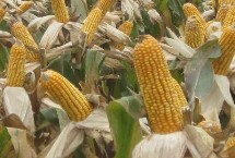 同福9号玉米栽培技术要点，春播平均生育期115.5天