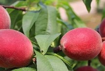 红冠桃的品种特点，目前主产于山东省辉渠镇