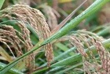 水稻可以在旱地种吗，是可以在旱地种的