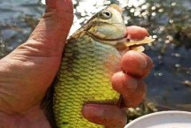 钓鲫鱼离底多少合适，首选荤饵