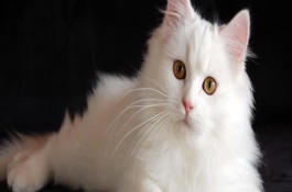 母猫怀孕多久可以看出来，七周左右的时候能摸到胎动