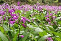 白芨怎么繁殖，1株需要0.2-0.8元左右