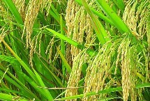 泰优068水稻栽培技术要点，6月中旬播种