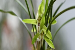 兰花花苞发黄掉落的原因，要立刻为植株脱盆
