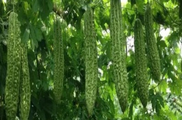 种植苦瓜的方法，北方地区3-4月份可在棚内育苗、长江流域在3月份播种
