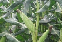 吉农大26玉米栽培技术要点，中抗茎腐病