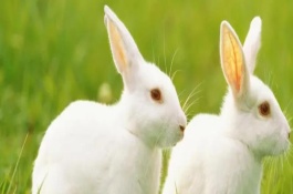 兔子一天喂多少饲料，不同成长阶段的配方不同