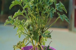 驱蚊草掉叶子是怎么回事，生长期和盛花期要定期追施肥液