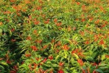 朝天椒高产品种有哪些，大概为65-80万元左右