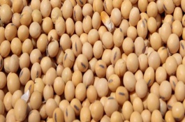 登科1号大豆栽培技术要点，该品种生育期111天