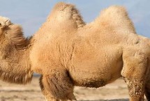 骆驼有几个胃，有3个胃