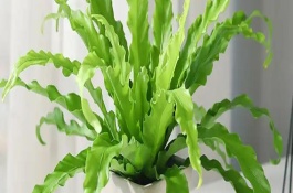 鸟巢蕨的生长习性，有湾鸟巢蕨、羽叶鸟巢蕨等