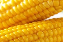 盛谷2号玉米栽培技术要点，两年区试平均生育期126天