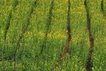 适时播种，培育壮苗，苗龄达30-35天需及时移栽