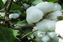 中棉5014棉花栽培技术要点，生育期111天