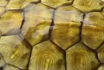 锦龟能长多大，成年后体长一般都会在10.2-25.1厘米之间