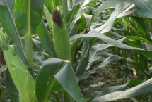 永协257玉米栽培技术要点，适宜密度为4500株/亩左右