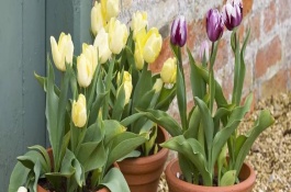 郁金香的养殖环境，消毒处理后即可改为土培