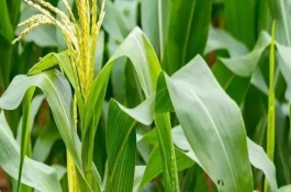 龙单90玉米栽培技术要点,在适应区4月25日左右播种