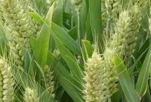 徐麦919小麦栽培技术要点，适宜播种期10月上中旬