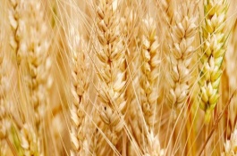 邯麦17小麦栽培技术要点，中抗白粉病