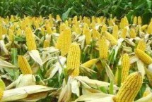 中合209玉米栽培技术要点，适宜播种期4月下旬至5月上旬