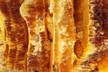 油菜花蜂蜜的价格，一般30-50元一斤