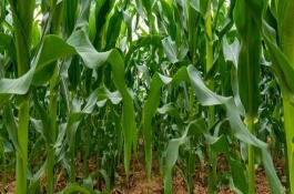 金糯262玉米栽培技术要点，在适应区5月5日左右播种