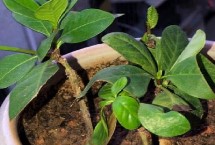 扦插繁殖，可扦插、压条、播种或者水插生根