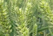 岱麦728小麦栽培技术要点，全生育期235.0天