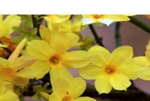 迎春花开放时间，一般在2-3月份开出