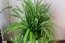 移栽吊兰的注意事项，养护期间需定期修剪