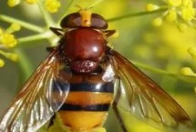蜂型特点，是典型的社会性群居昆虫