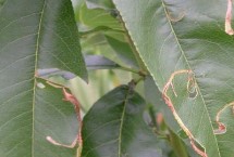 桃潜叶蛾生活习性，蛹期和成虫羽化期是药剂防治的关键时期