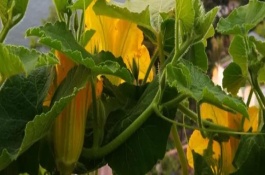 南瓜开花结果期怎么管理，开花之后1-2个月就会成熟