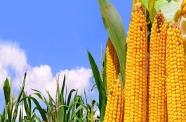 奥利66号玉米品种的特征，生育期135天左右