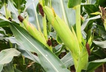 C8380玉米栽培技术要点，高抗茎腐病