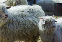 育肥羊一天吃多少精料，需喂食蛋白质含量较高的饲料