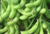 淮鲜豆11大豆栽培技术要点，中早熟鲜食春大豆品种