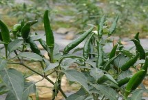小辣椒的管理方法，需挑选株型紧凑的品种