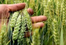 淮麦606小麦栽培技术要点，中抗/中抗白粉病