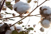 中棉所114棉花栽培技术要点，该品种属杂交品种