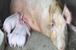 母猪为什么咬自己的猪仔，可制作嘴笼将母猪的嘴巴套住